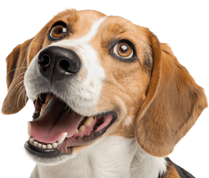 Happy Beagle Smiling Joy png