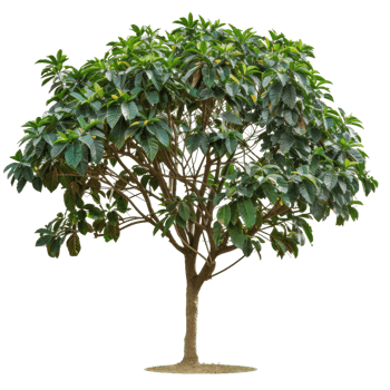 Green Leafy Tree With Branches And Trunk, Deciduous png