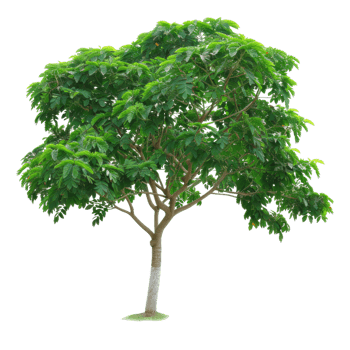 Green Tree With Dense Foliage, Isolated Natural Plant png