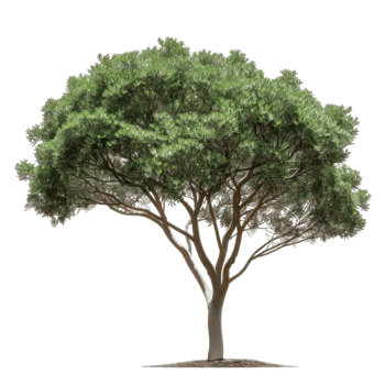 Green Tree With Dense Foliage, Outdoor Nature Design Element png