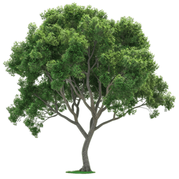Deciduous Tree With Green Leaves And Branching Trunk png