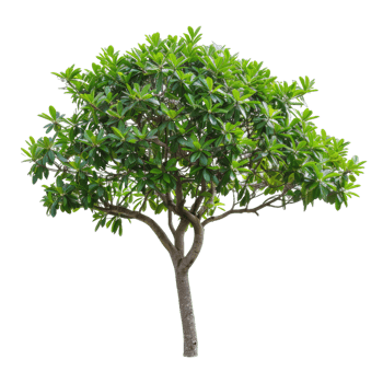 Vibrant Green Tree With Lush Foliage For Design Elements png