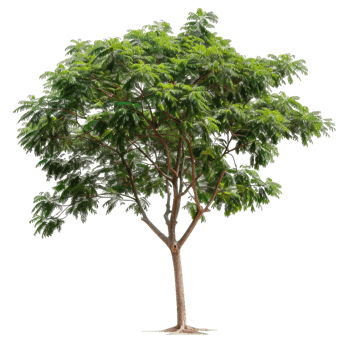 Isolated Deciduous Tree With Green Foliage On Transparent Layer png