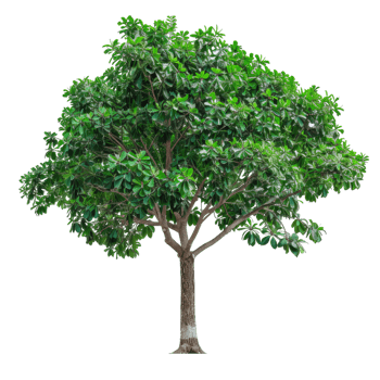Full Green Tree With Dense Foliage, Tropical Flora png