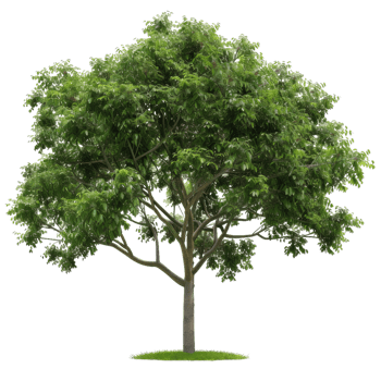 Tree With Lush Green Leaves For Design Elements png