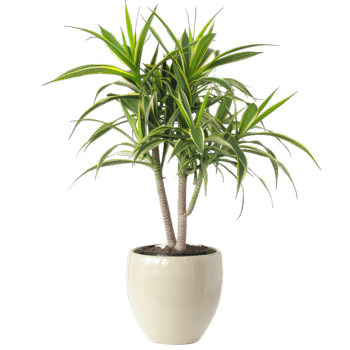 Dracaena Indoor Plant In Pot, Lush Foliage, Green And Yellow png