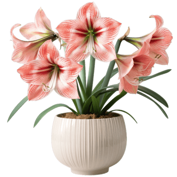 Beautiful Amaryllis Flowers In Pot, Floral Home Decor png
