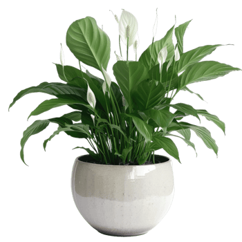 Peace Lily Plant In Pot With Transparent Background png