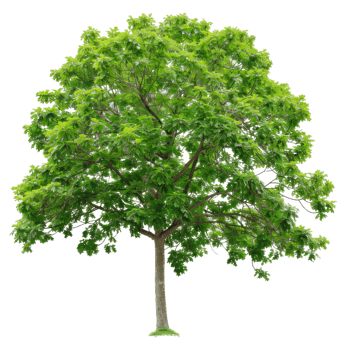Lush Green Tree With Rounded Crown For Design Projects png