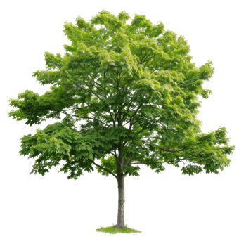 Lush Green Tree Isolated For Creative Design Work png