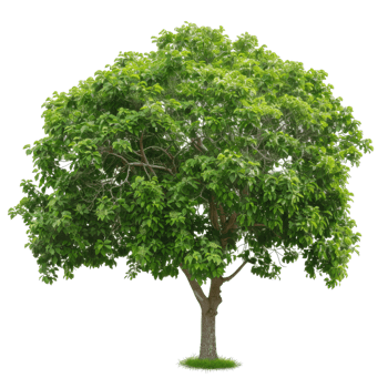 Mature Tree With Lush Green Canopy, Isolated Image png