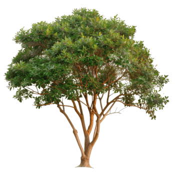 Full Tree With Green Leaves, Branches And Trunk png