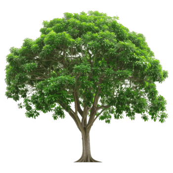 Green Tree Isolated, Lush Foliage, Natural Element png