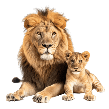 Lion Family Portrait Majestic Lion And Cute Lion Cub png