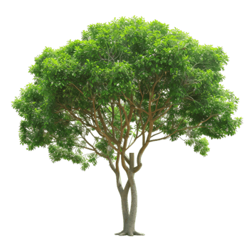 Tree With Green Foliage On A Transparent Background png