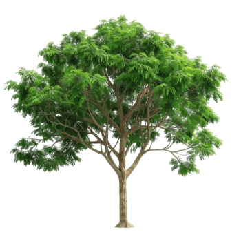 Detailed Green Tree With Foliage, Transparent png