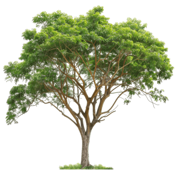 Mature Tree With Dense Green Foliage And Branching Structure png