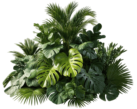 Lush Green Tropical Plant Composition for Realistic Rendering Isolated on Transparent Background png