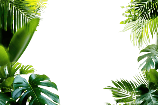 Exotic Tropical Leaves Frame Greenery Isolated On Transparent Background Design png
