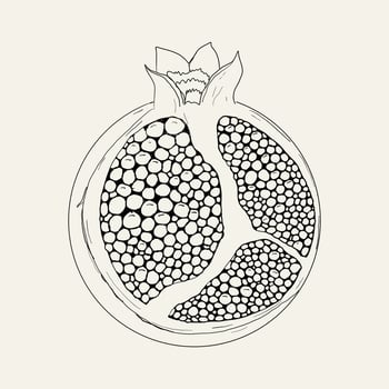 Pomegranate slice with seeds retro sketch hand drawn. Vintage fruit. Half line fresh Pomegranate. vector