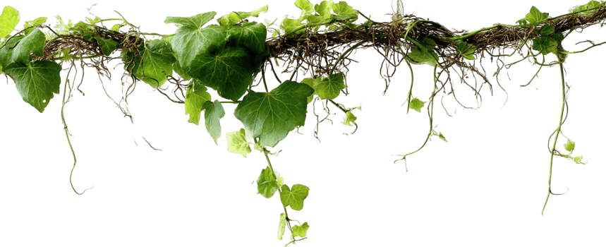 Grape Vine Plant with Leaves Isolated on Transparent Background for Compositing png