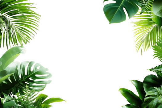 Green Tropical Leaves Frame Transparent Background Isolated Summer Nature Decoration png
