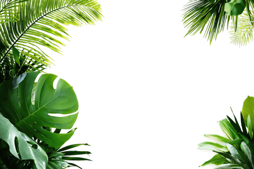 Tropical Leaves Frame Transparent Background Decoration Isolated Stock Image Free png