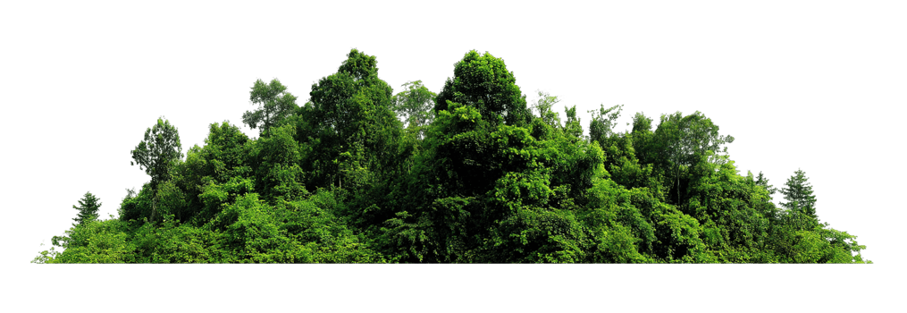 Green Forest with Transparent Background Isolated Landscape Forest Photography png