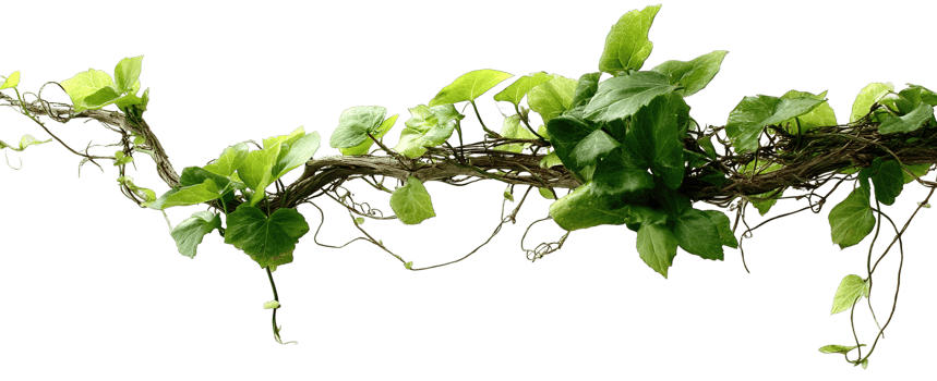 Lush Green Vine with Transparent Background for Decoration and Artistic Design Use png