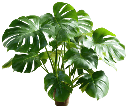 A Decorative Monstera Deliciosa Plant with Lush Green Leaves Isolated on White png