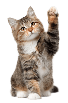 Adorable Kitten Transparent Isolated Image of a Cute Tabby Cat Posing png