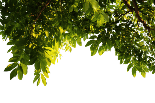 Green Leaves Canopy Isolated with Transparency Great for Digital Compositing and Nature png