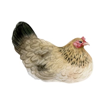 Brown black chicken hen watercolor illustration. Poultry yard sitting bird for farm animals designs. Vintage realistic fowl clipart for organic eggs products vector