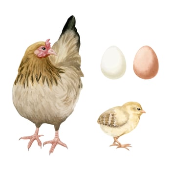 Brown hen with yellow baby chicken and eggs watercolor illustration set. Poultry yard birds and chicks for farm animals designs. Realistic fowl clipart for organic products vector