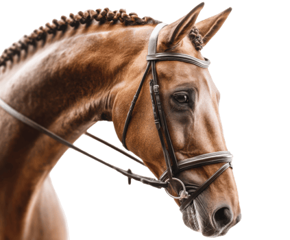 Elegant horse portrait showcasing equestrian beauty and grace png