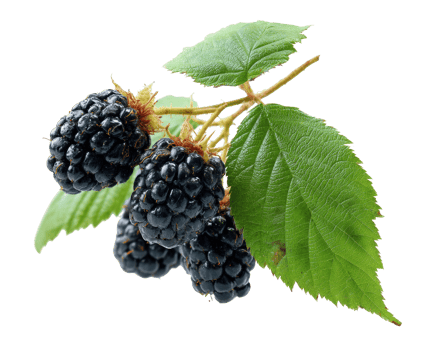 Fresh blackberries on a branch with green leaves for healthy snacking png