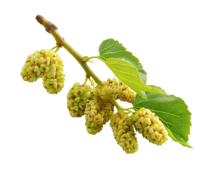 Fresh green mulberry branch with ripe fruit and leaves png
