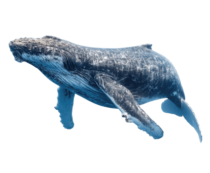 Humpback whale swimming gracefully in clear ocean waters png