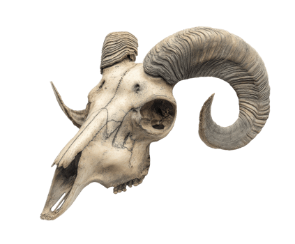 Curated display of ram skull with detailed horn structure for decor png