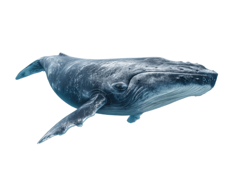 Majestic humpback whale swimming gracefully in ocean depths png