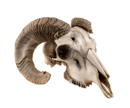 Unique ram skull with impressive horns for decorative display purpose png