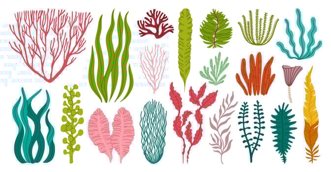 Seaweeds, corals or sea algae, underwater plants vector