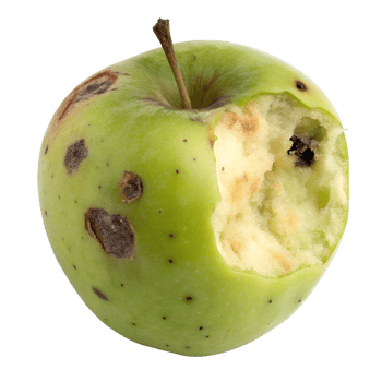 Partially eaten rotten green apple isolated on the transparent background, food spoilage concept, unhealthy eating png