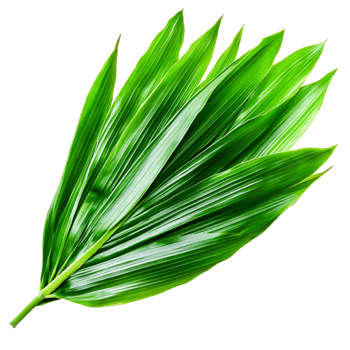 Lush Green Tropical Leaf for Natural Aesthetic Design png
