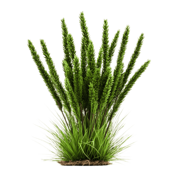 Lush Green Plant Displaying Vibrant Leaves for Natural and Eco-Friendly Settings png