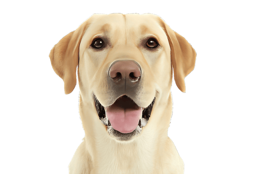 Smiling Labrador Retriever with Transparent Background Close Up Portrait Isolated Image png