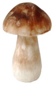 Isolated Edible Mushroom Image in Transparent Background Great for Design Projects png