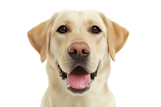 Isolated Labrador Retriever Head Portrait With Transparent Background Perfect For Graphic Projects png