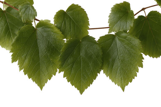 Fresh Green Grape Leaves with Transparent Background Isolated for Graphic Design Projects png