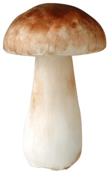 A Single Mushroom Fresh and Natural with a Transparent Isolated Background png